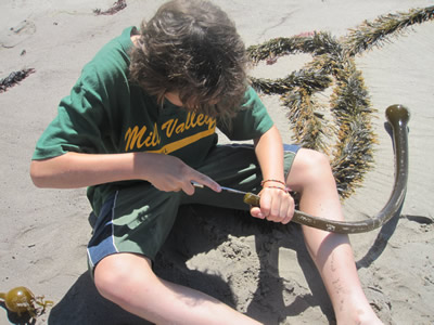 Preteen using a knife to make a kelp trumpet