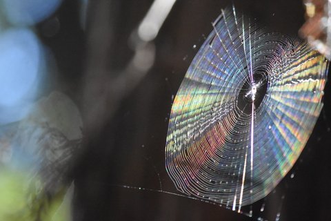 Rainbow on Spider web
