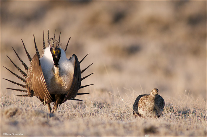 Male and Female Sage-Grouse